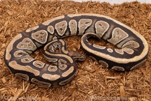 African import Wild caught gravid ball python for sale