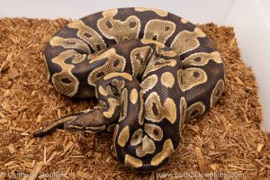 African import Wild caught gravid ball python for sale