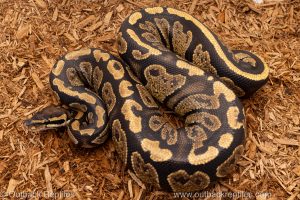 African import Wild caught gravid ball python for sale