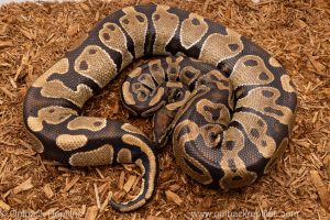 African import Wild caught gravid ball python for sale