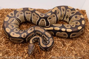 African import Wild caught gravid ball python for sale