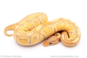 Banana ball python for sale