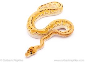 Orange Dream Enchi Champagne ball python for sale