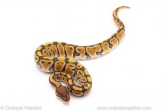 GHost ball python for sale