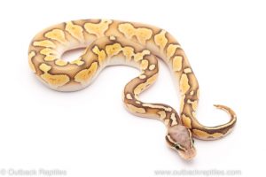 ghost lesser ball python for sale