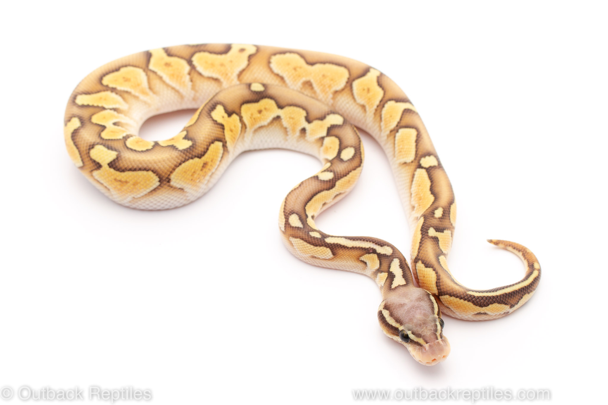 ghost lesser ball python for sale
