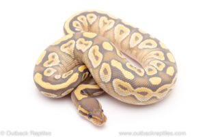 ghost mojave ball python for sale