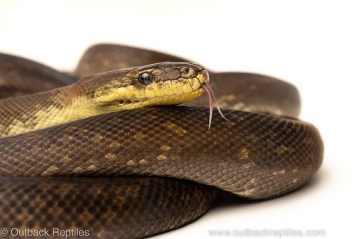 macklot's python for sale