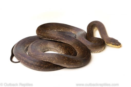 macklot's python for sale