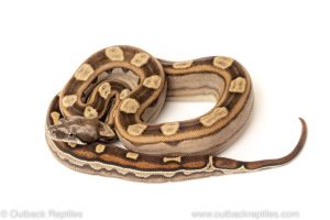 motley boa for sale