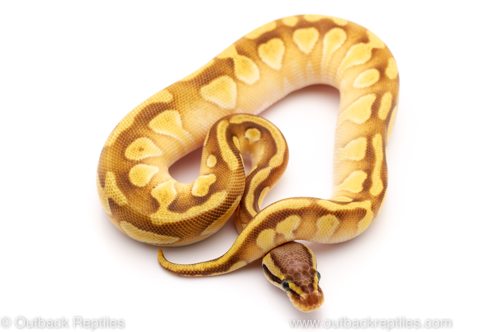 pastave enchi ball python for sale
