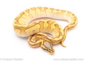 pastave enchi ball python for sale