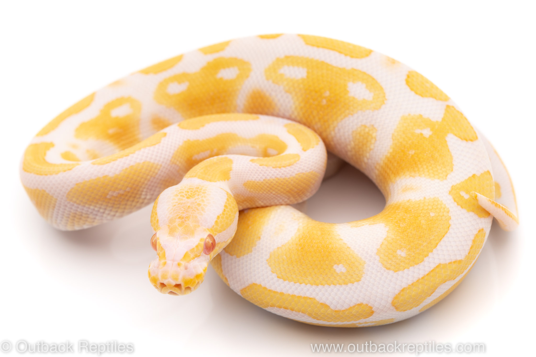 albino het pied ball python for sale
