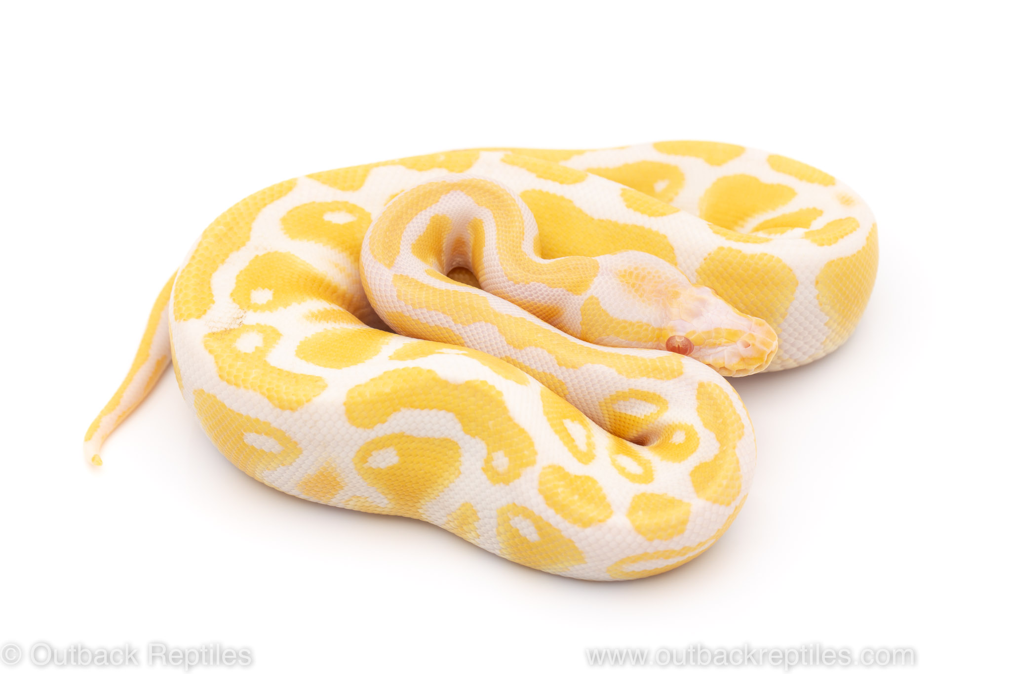 albino poss het pied ball python for sale