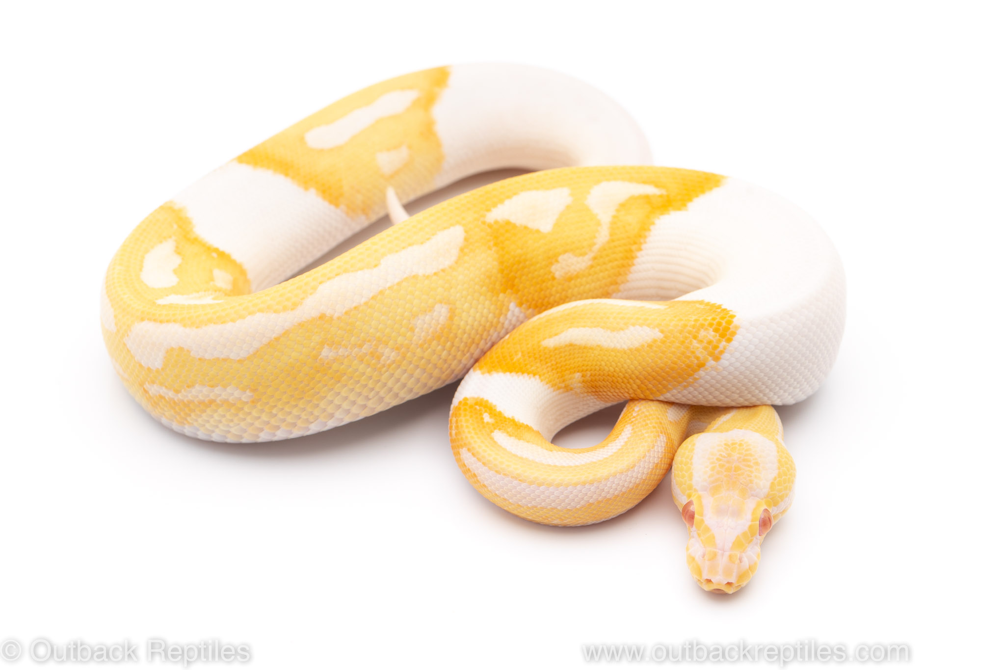 albino pied ball python for sale