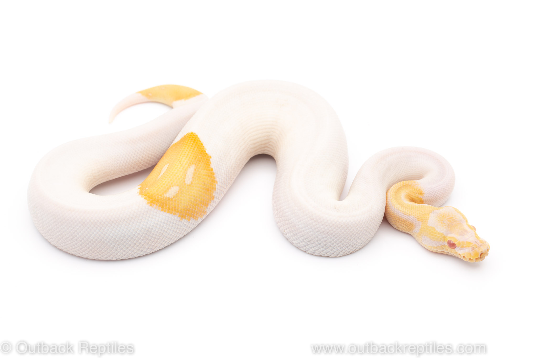 albino pied ball python for sale