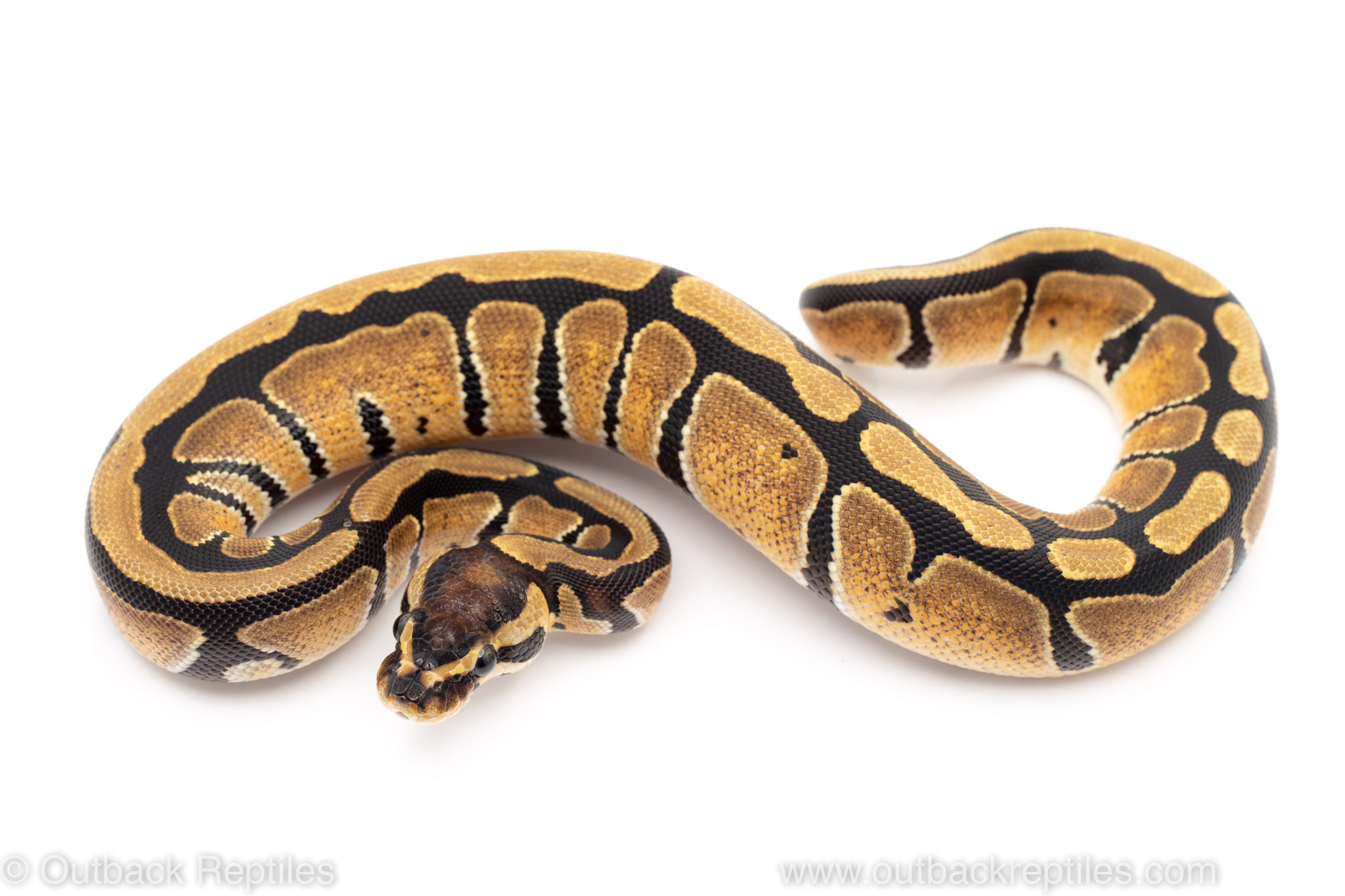 Outback Reptiles - Live Reptiles for Sale!