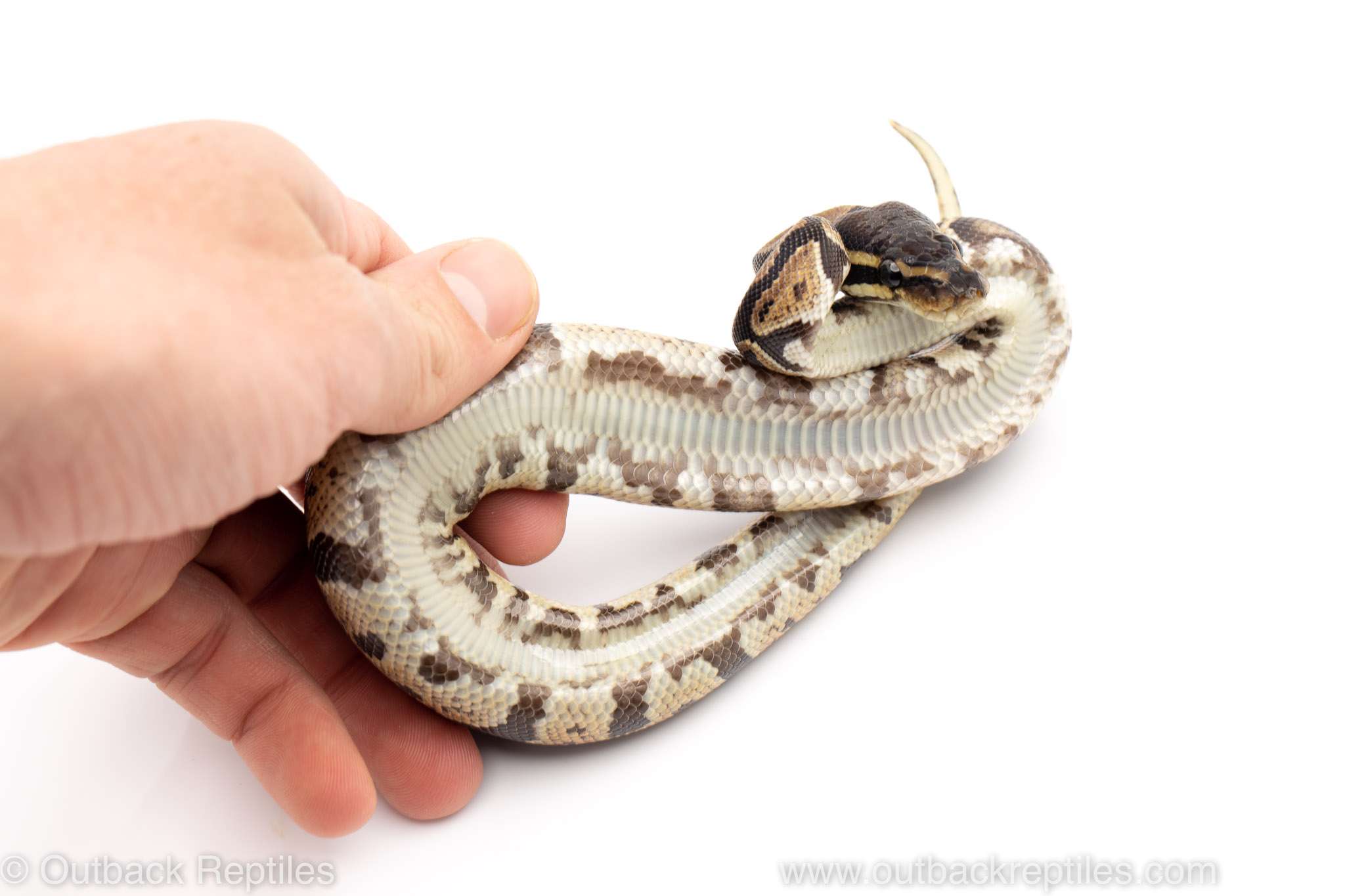 Outback Reptiles Live Reptiles for Sale!