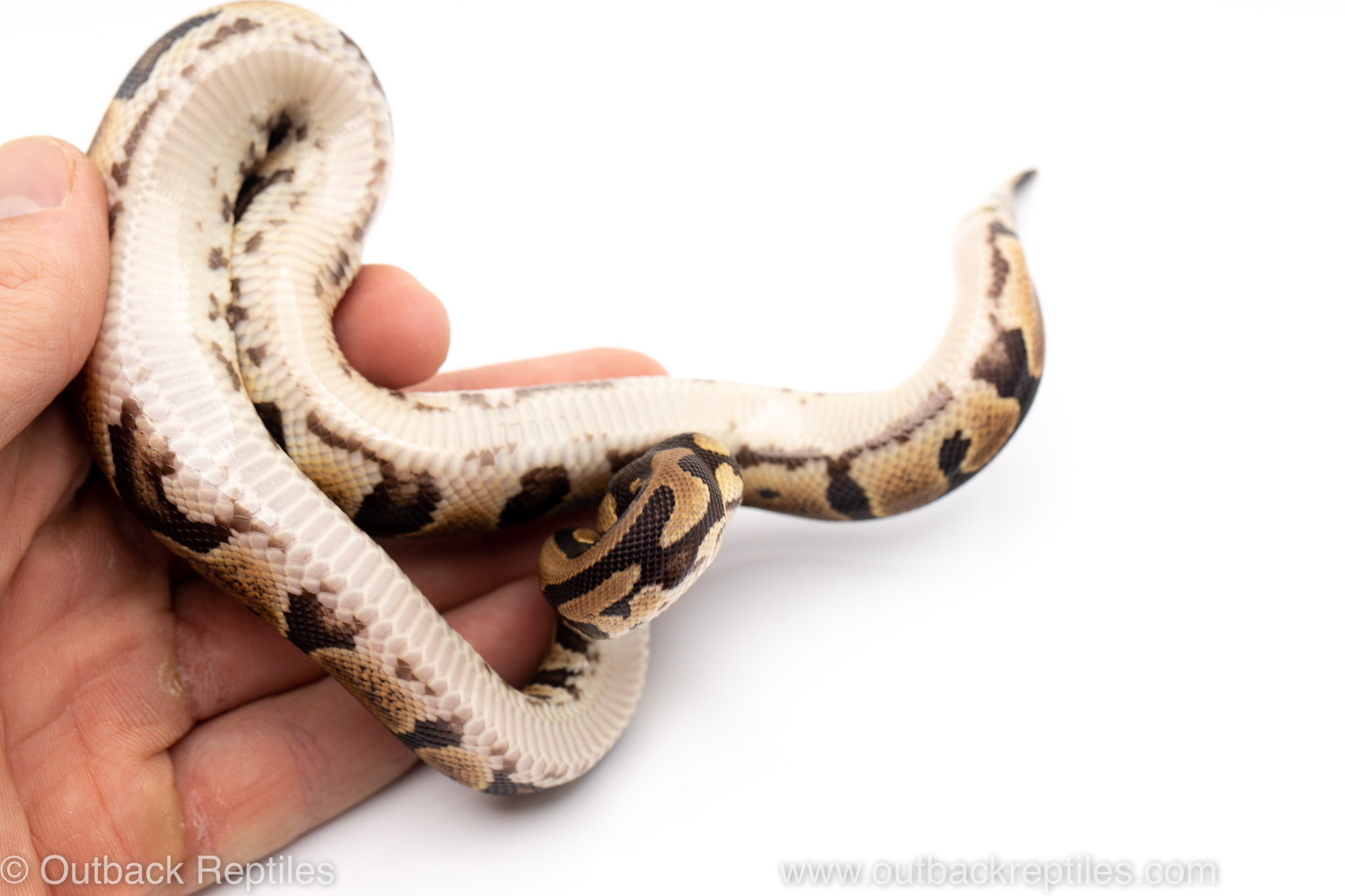 Outback Reptiles Live Reptiles for Sale!