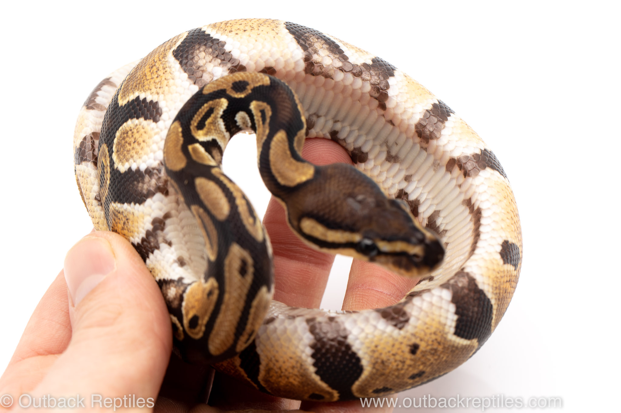 Outback Reptiles Live Reptiles for Sale!