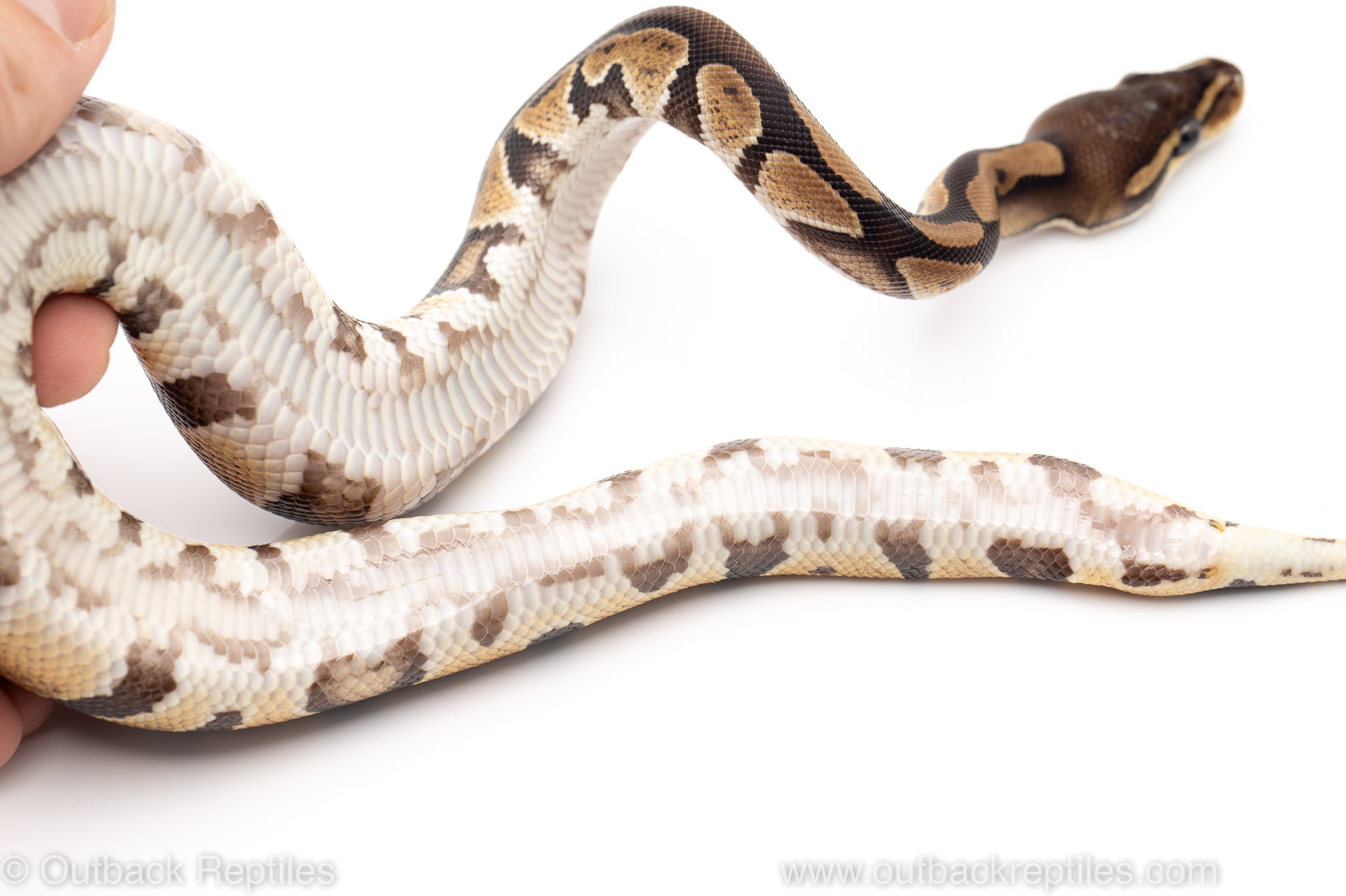 Dinker Rye Africa Dinker 67-3 | Outback Reptiles