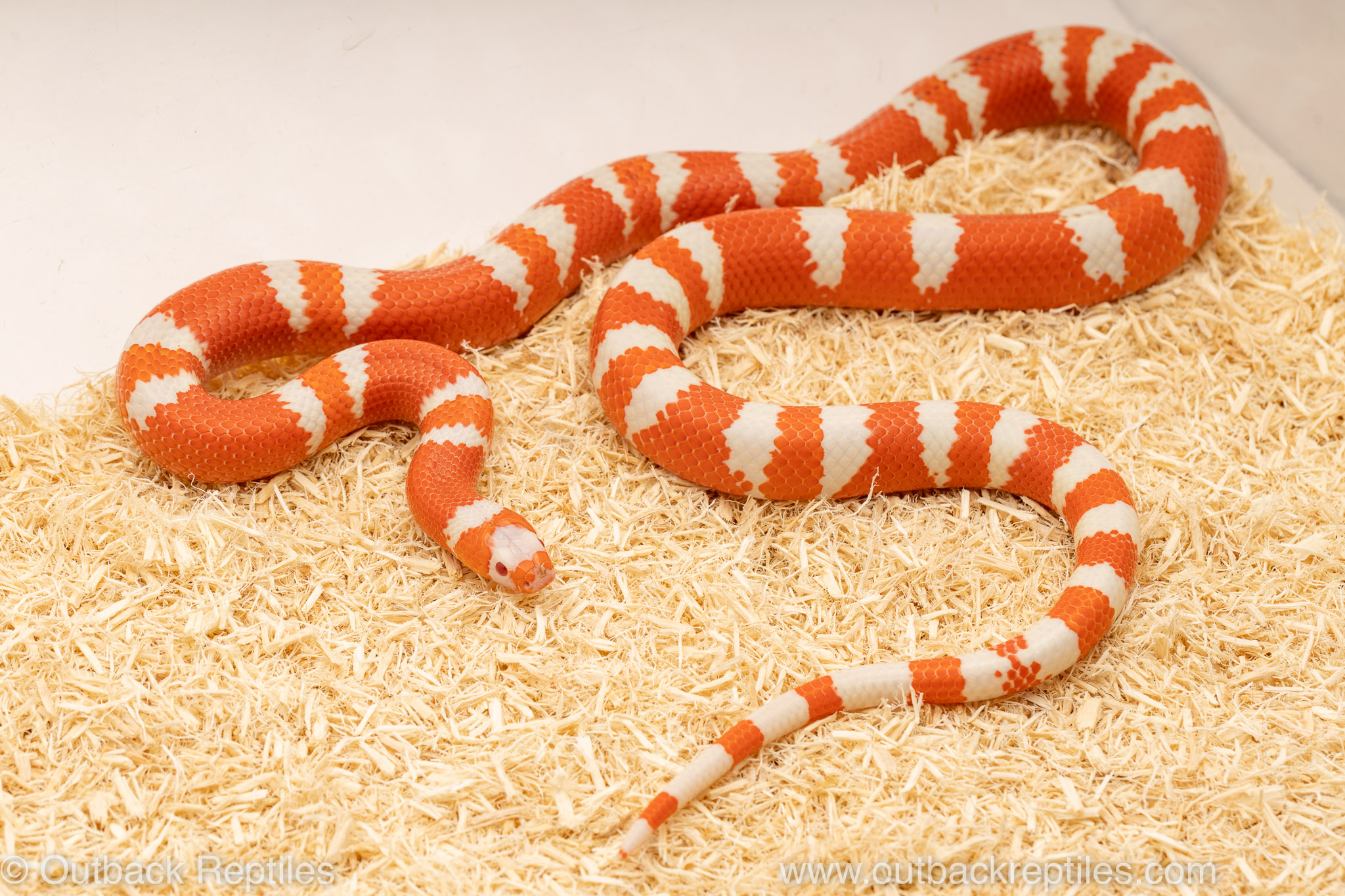 Albino bicolor honduran milksnake for sale