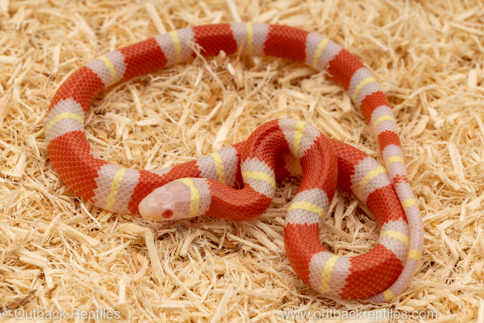 albino nelsons milksnake for sale