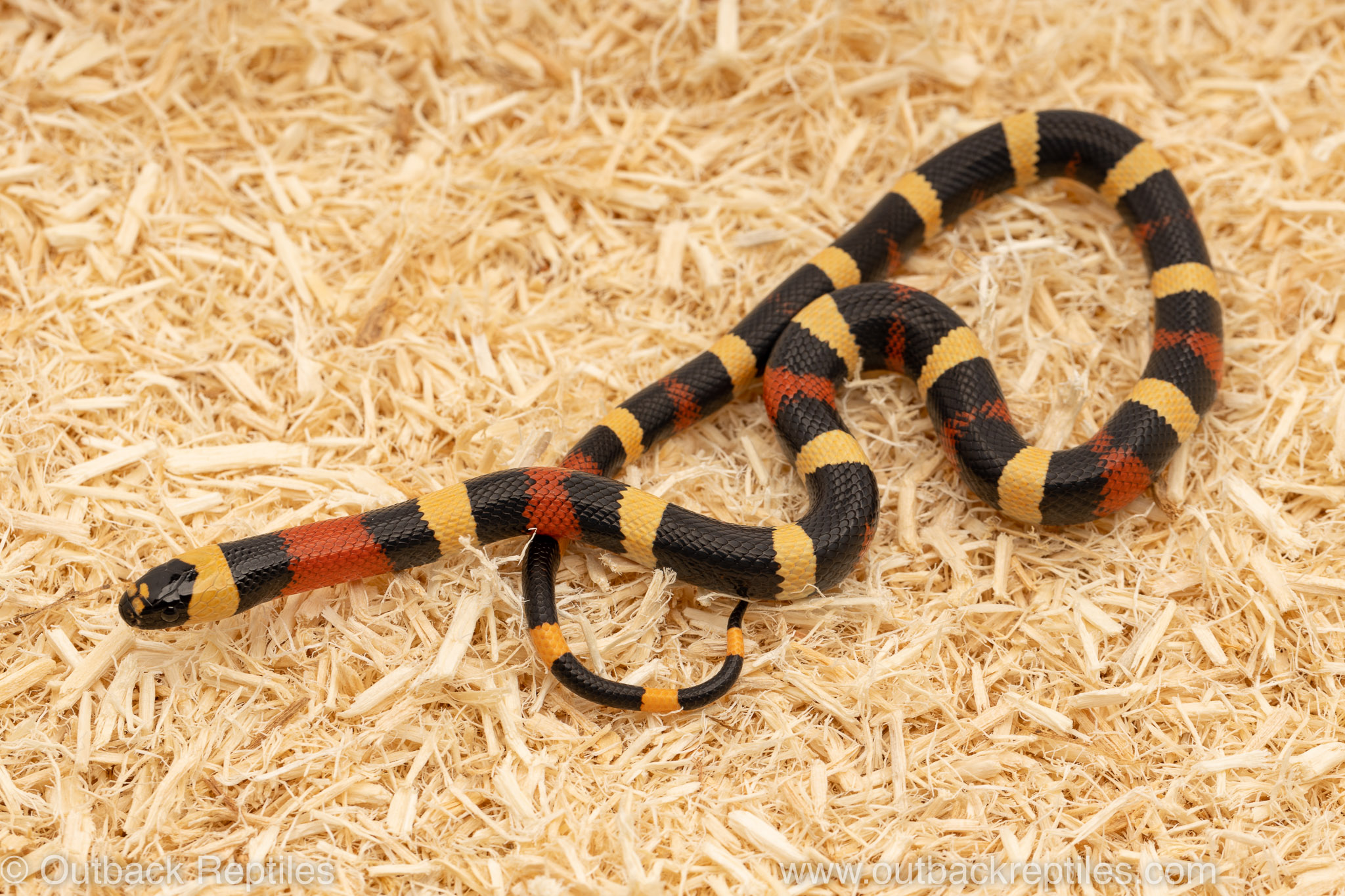 apricot pueblan milksnake for sale