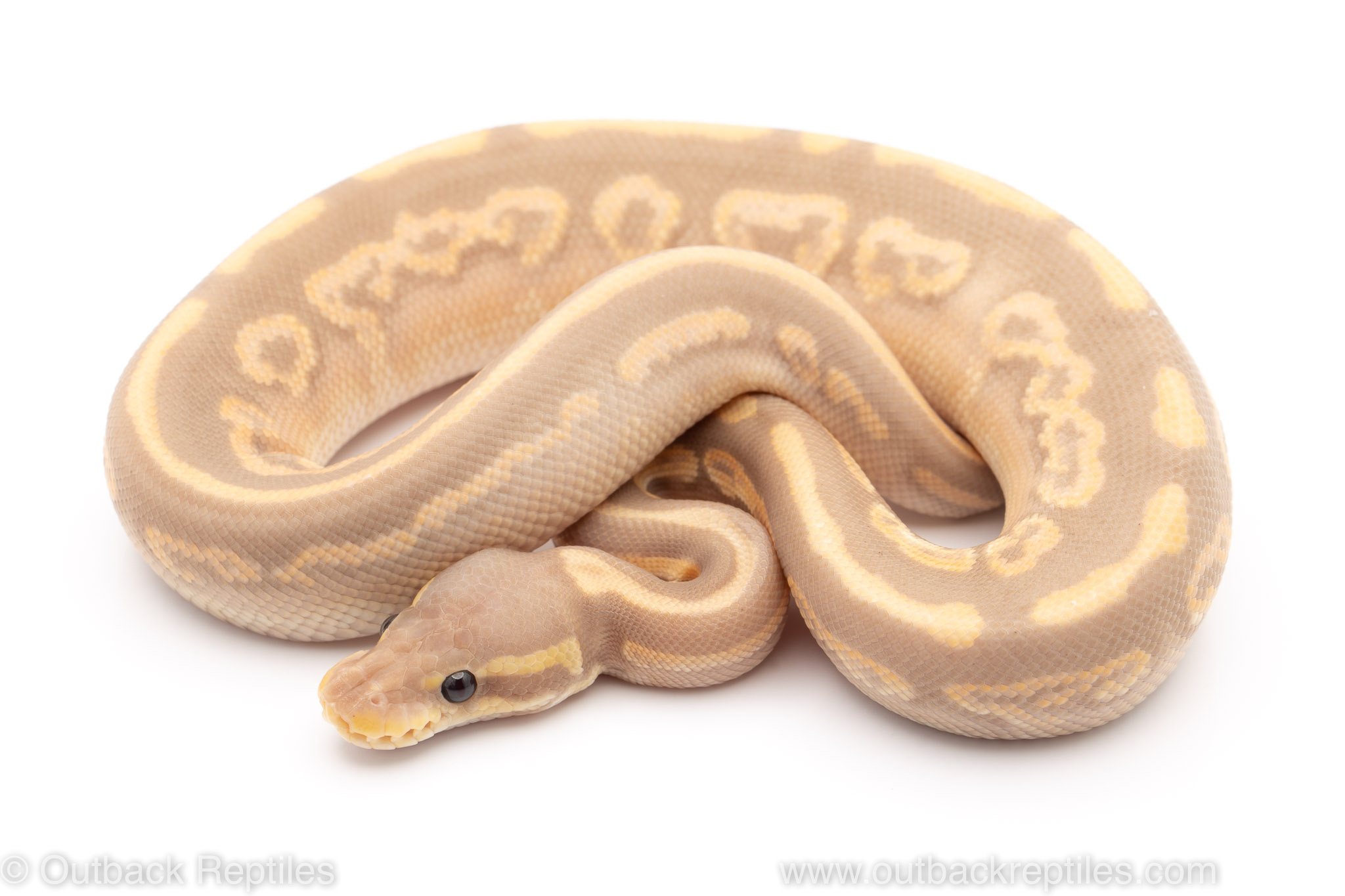 Banana cinny mojave outback reptiles