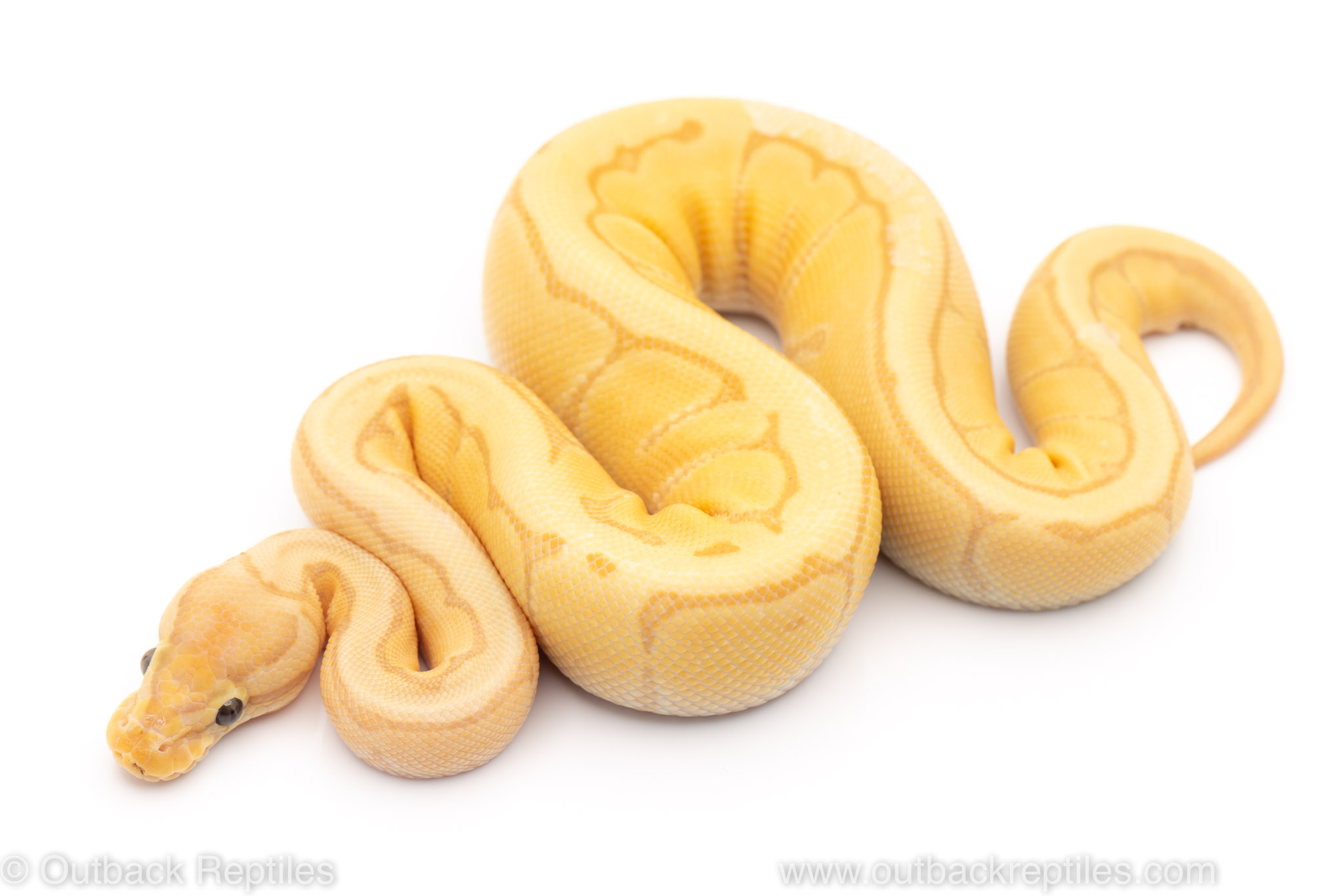 Banana Pinstripe ball python for sale