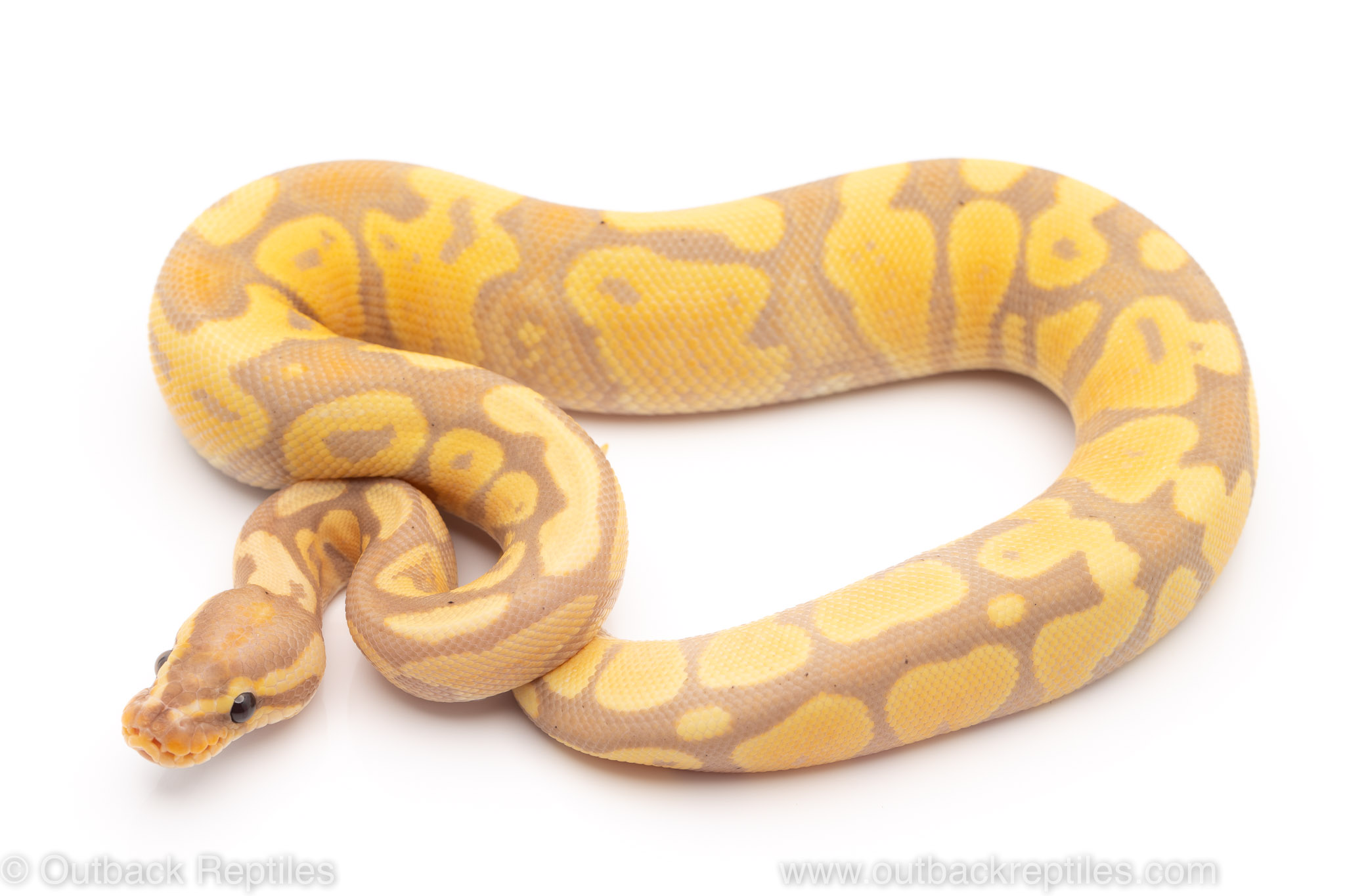 banana yellowbelly ball python for sale