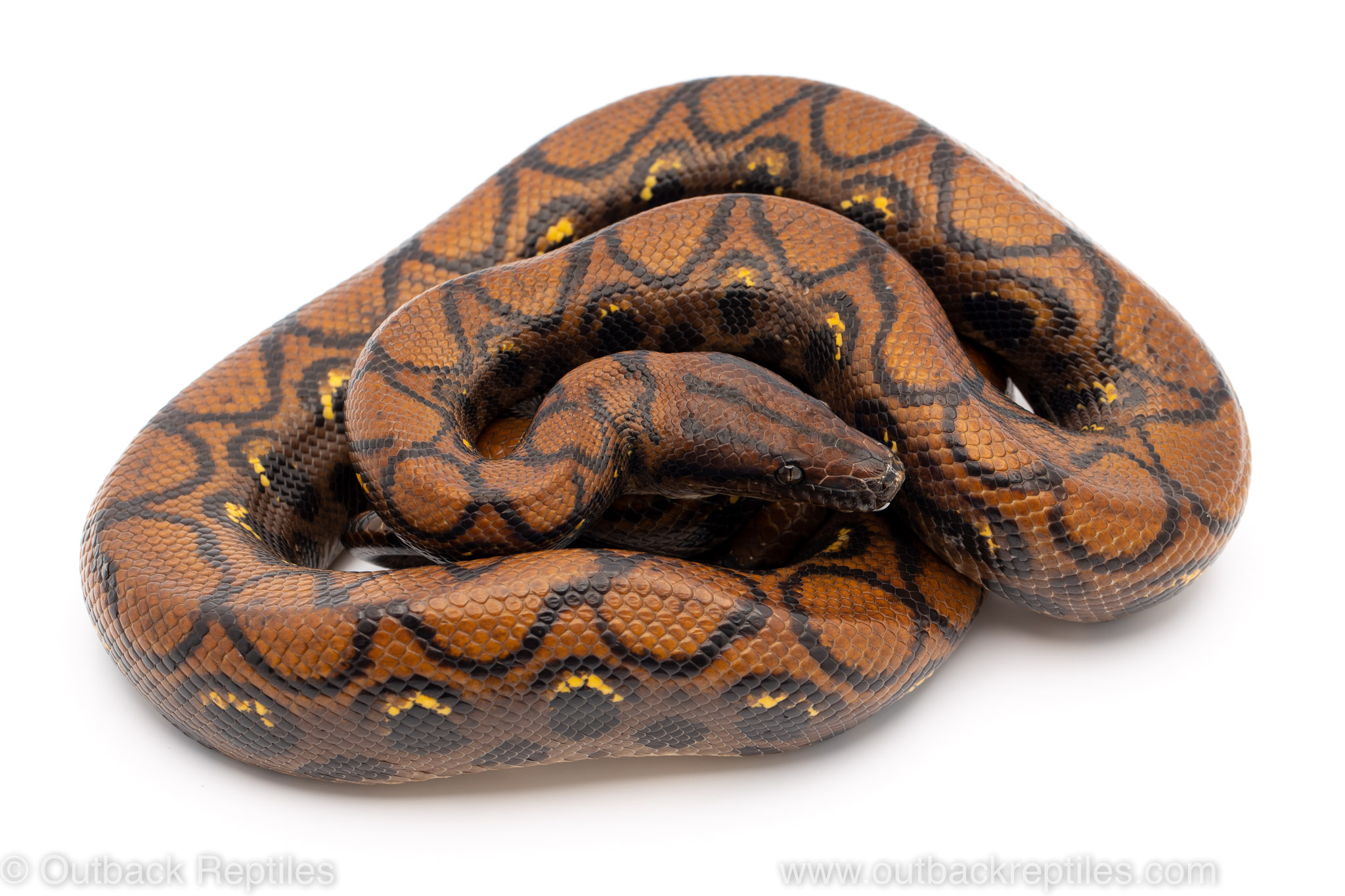 Brazilian Rainbow Boa for sale