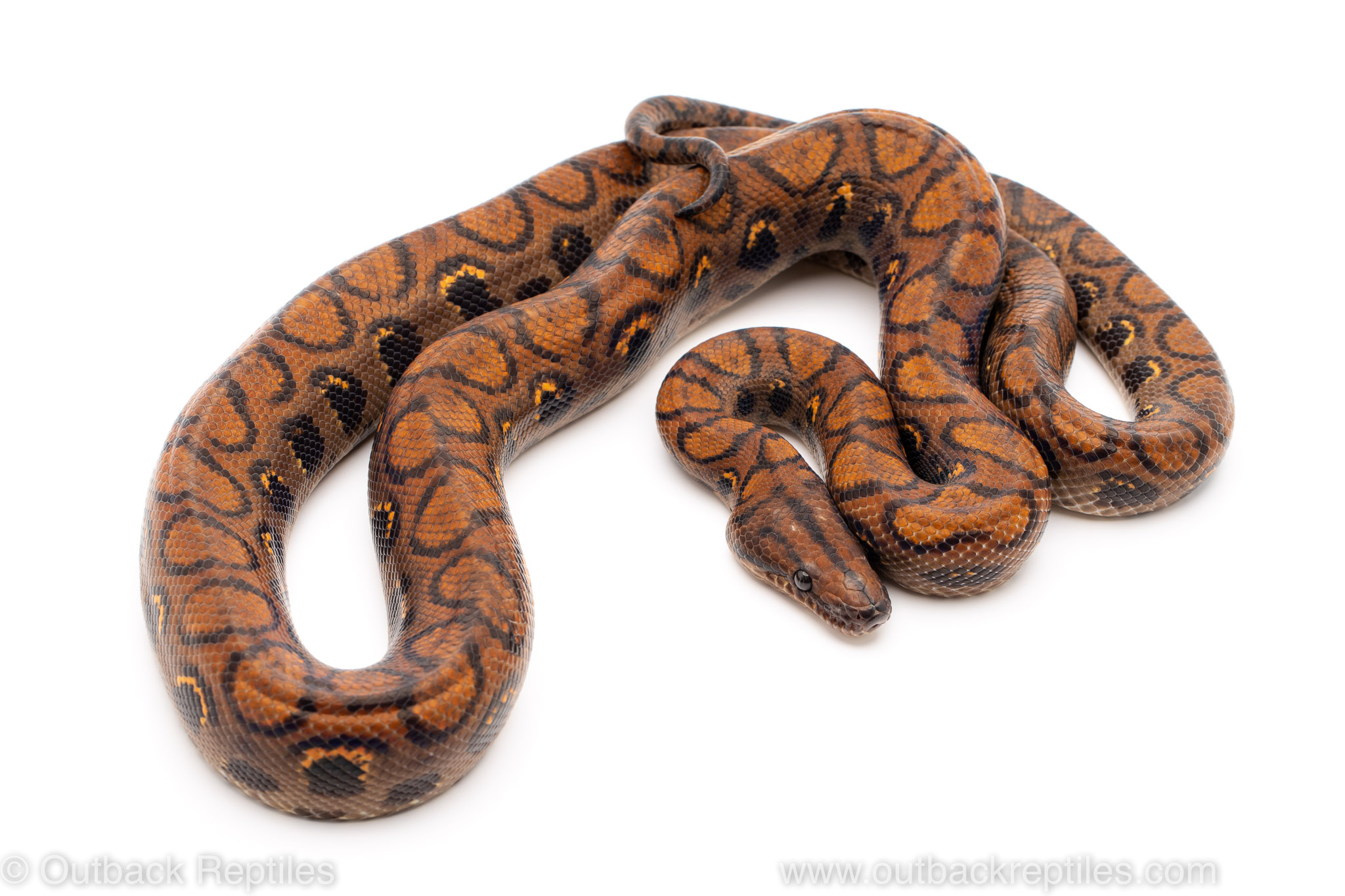 Brazilian Rainbow Boa for sale