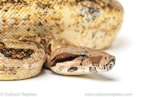 calico boa for sale