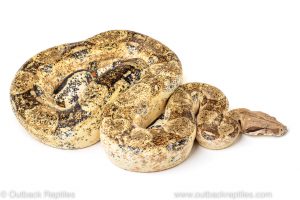 calico boa for sale