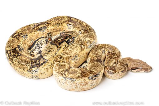calico boa for sale