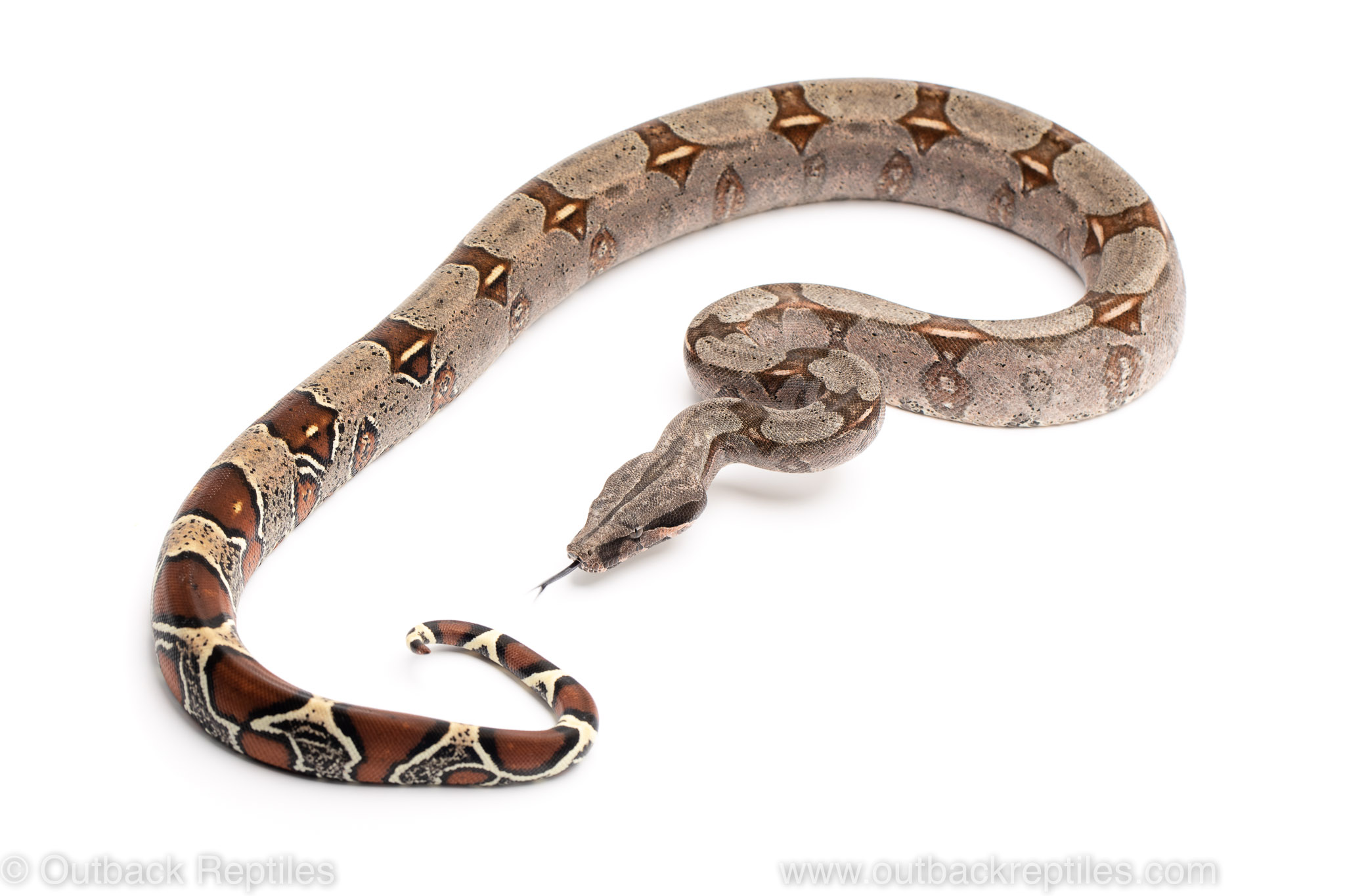 Guyana redtail boa for sale