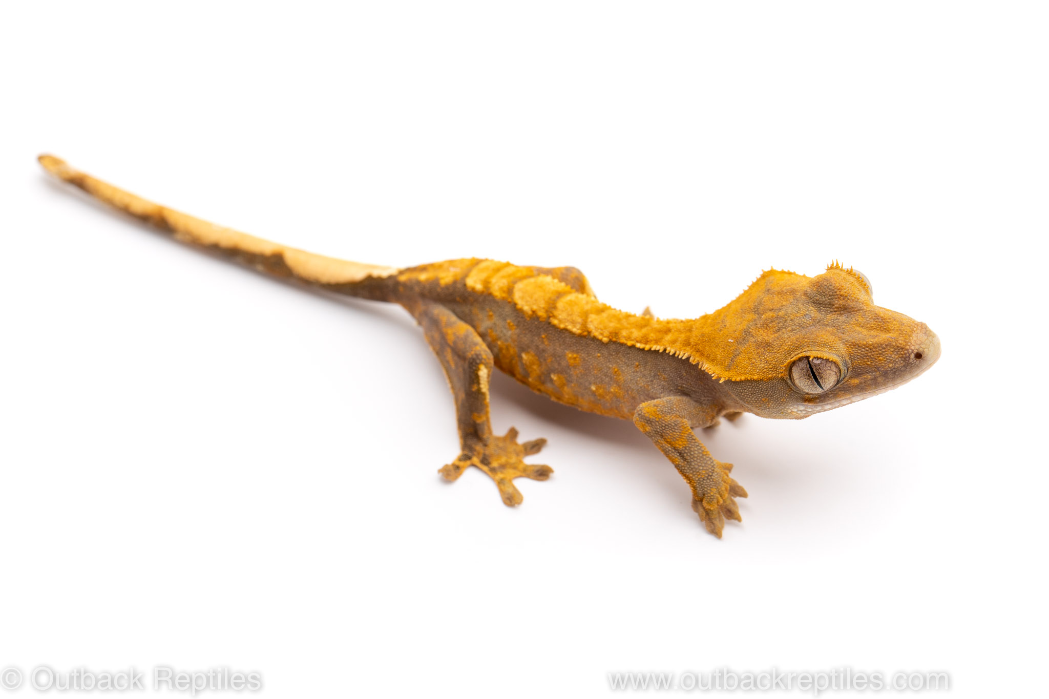 Crested gecko for sale