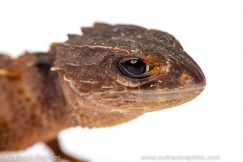 crocodile skink for sale