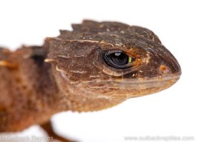 crocodile skink for sale