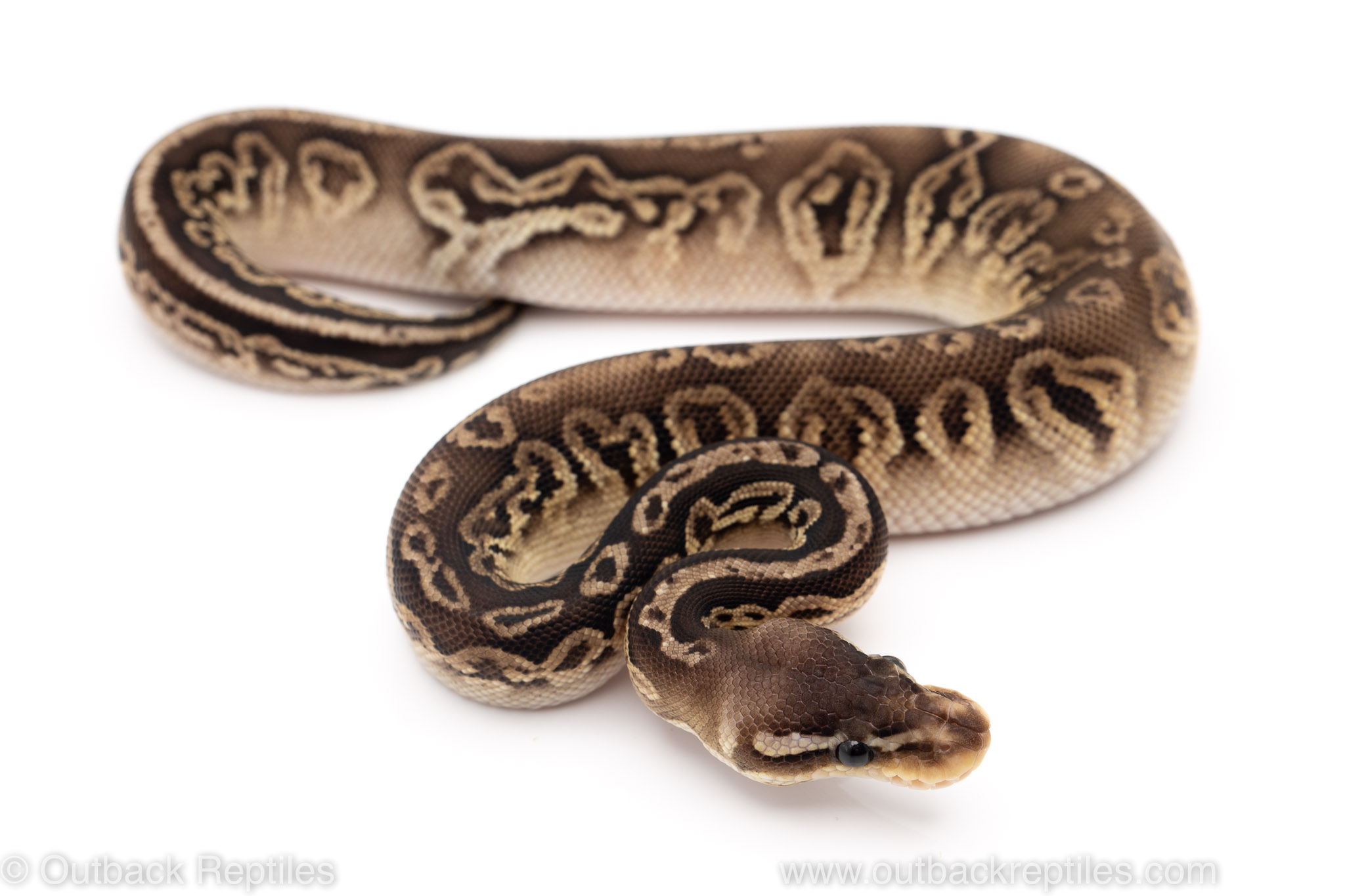 cypress black pewter ball python for sale