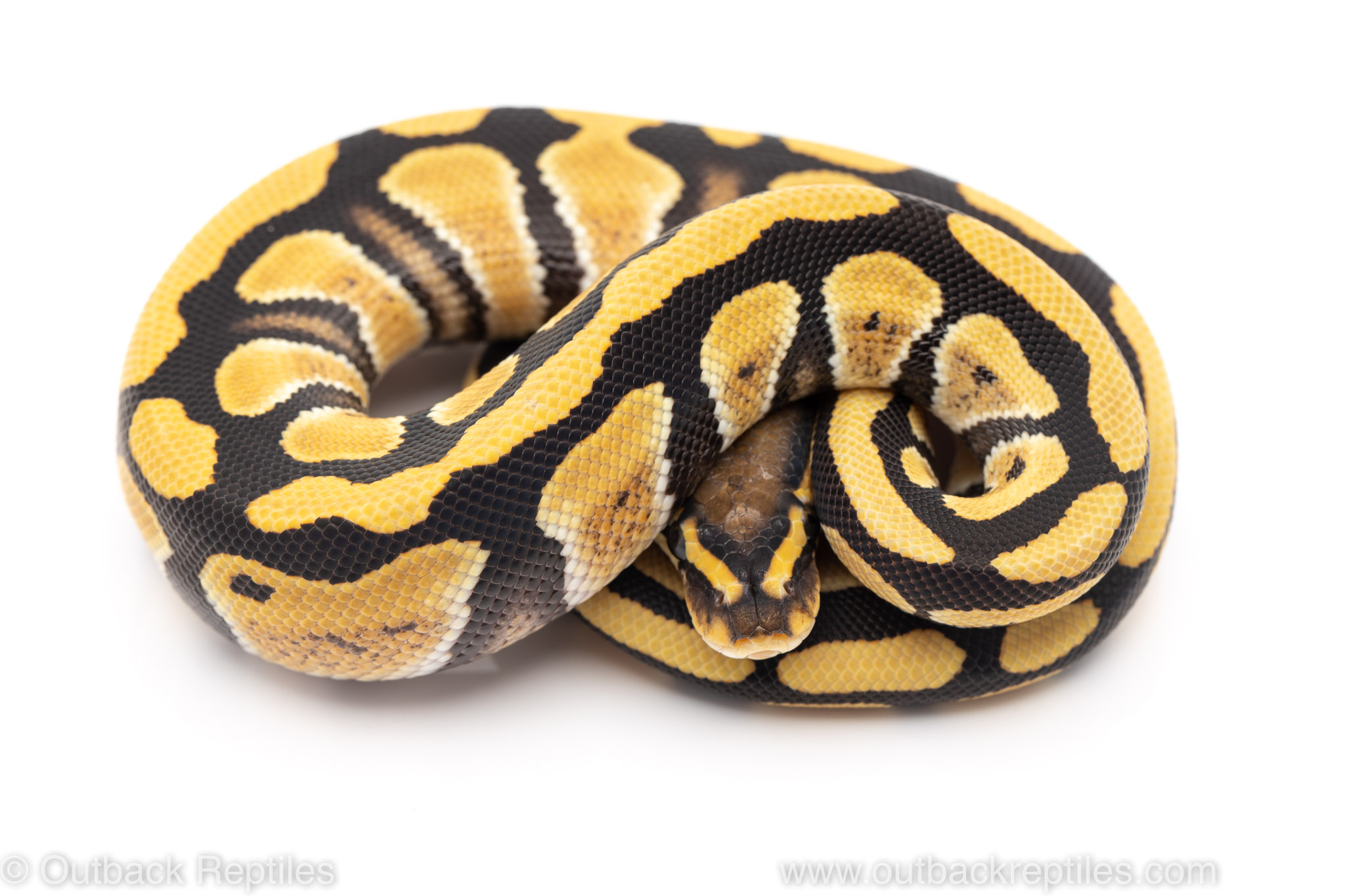 Desert ghost ball python for sale