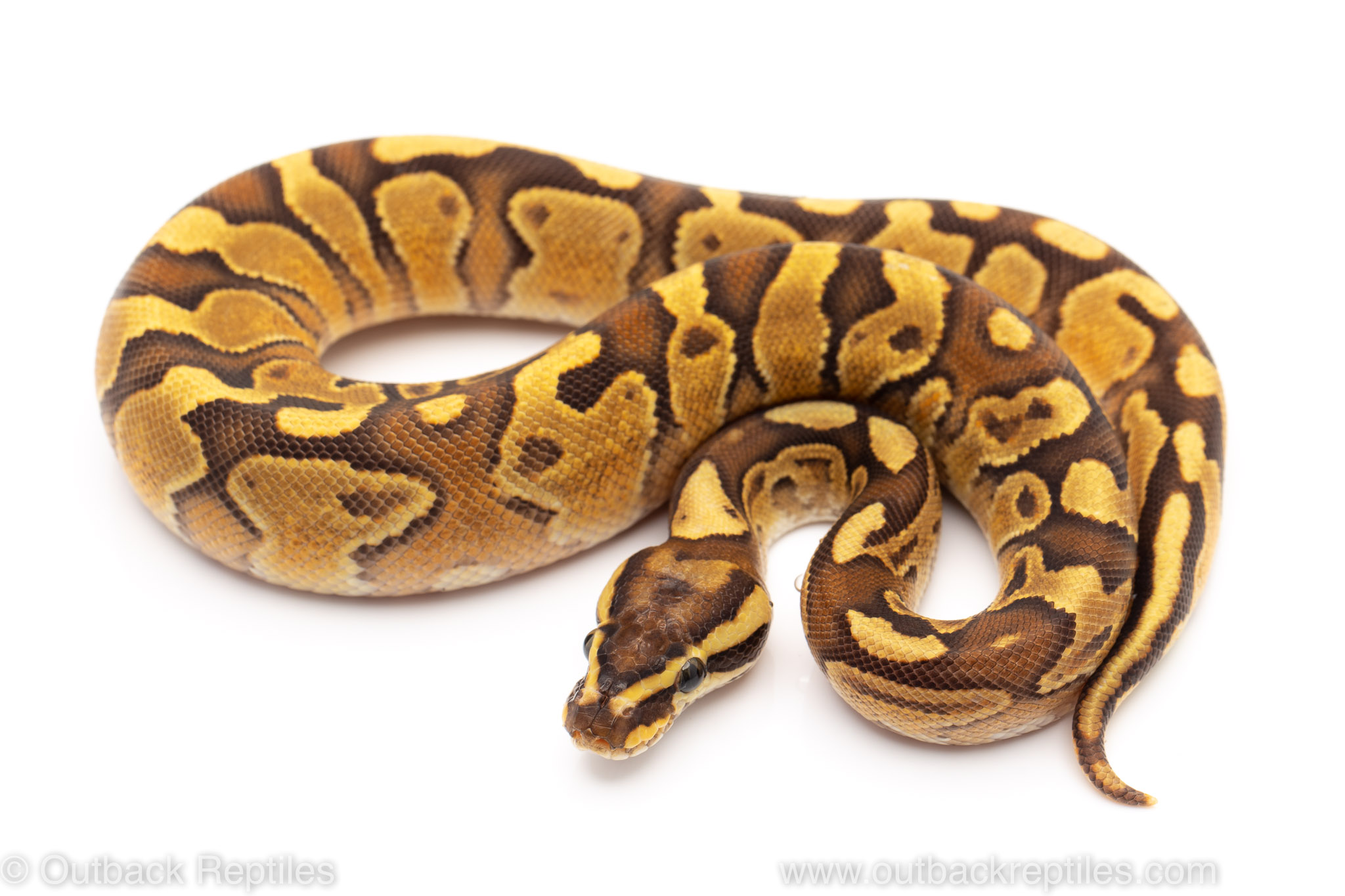 fire enchi special ball python for sale