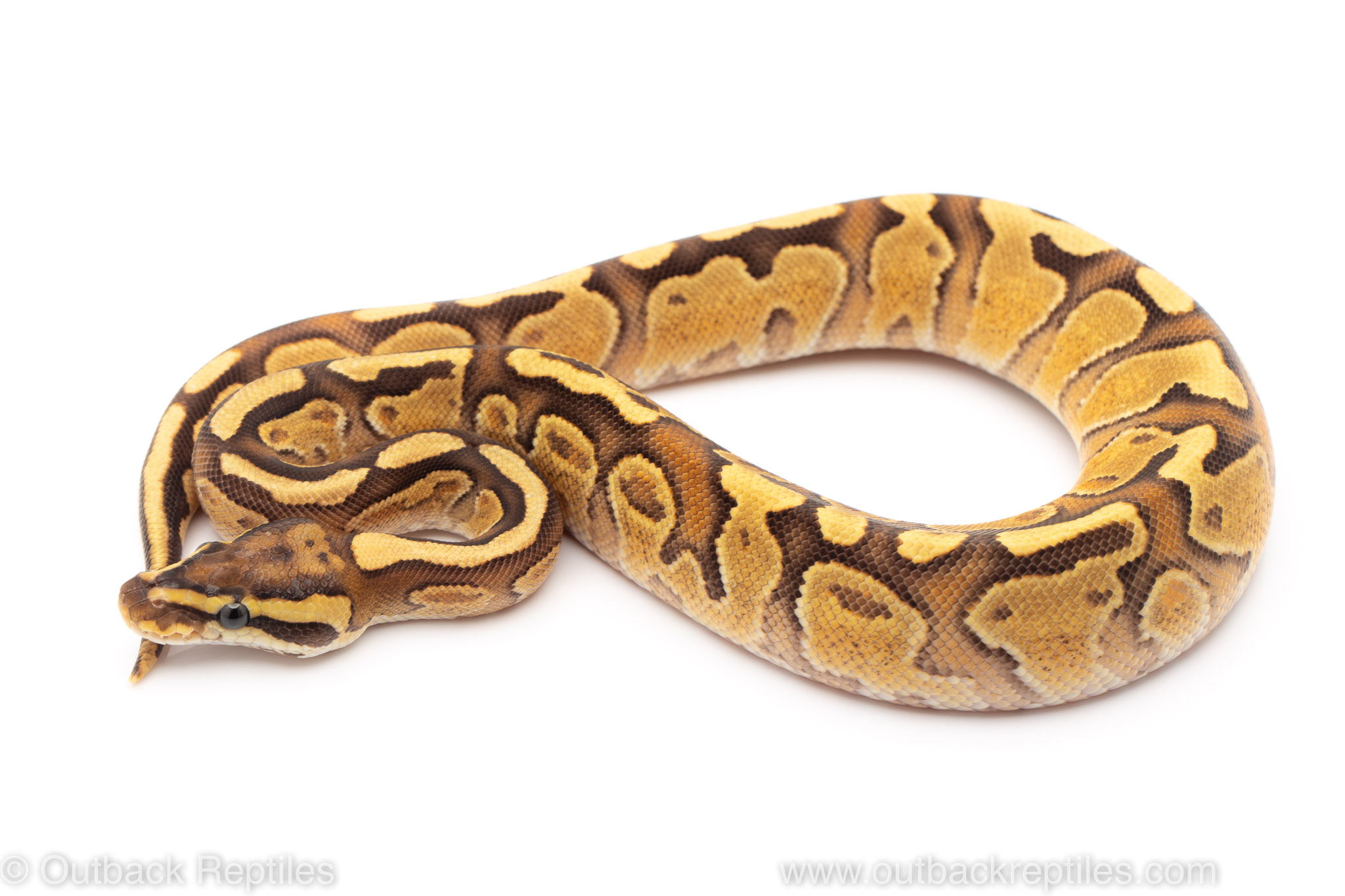 fire enchi special ball python for sale