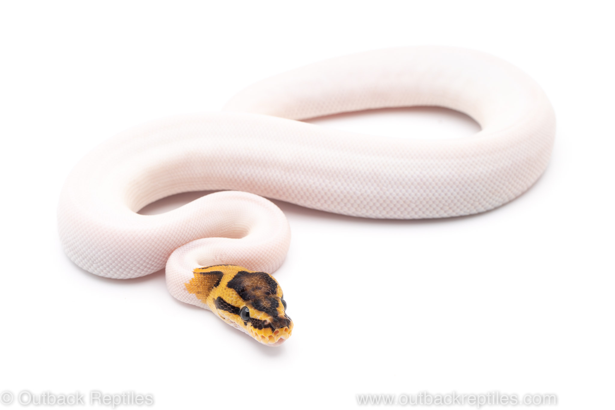 fire pied ball python for sale