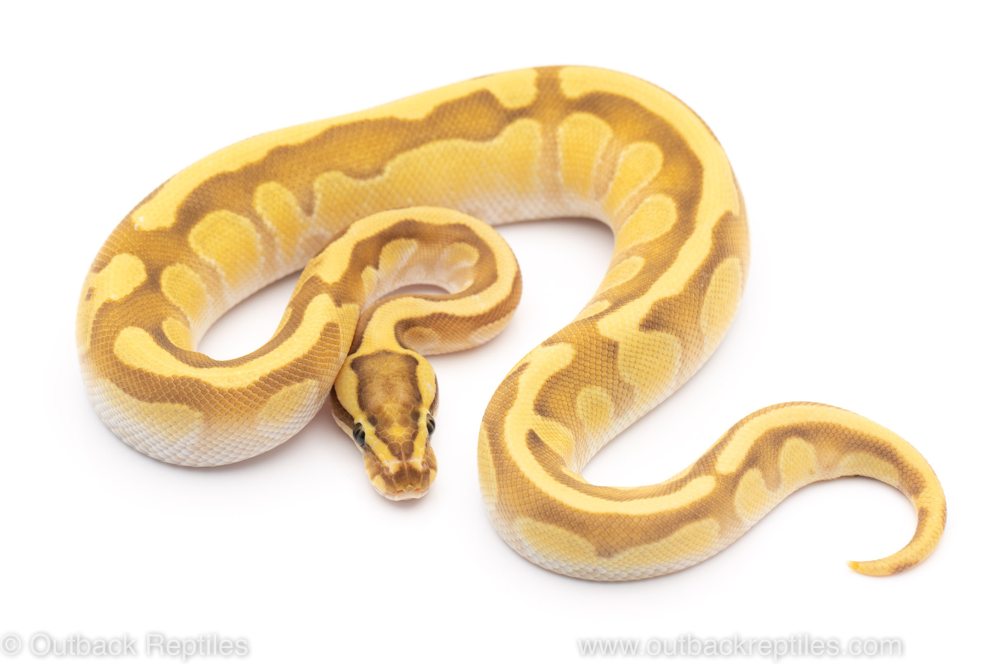 fire enchi butter ball python for sale