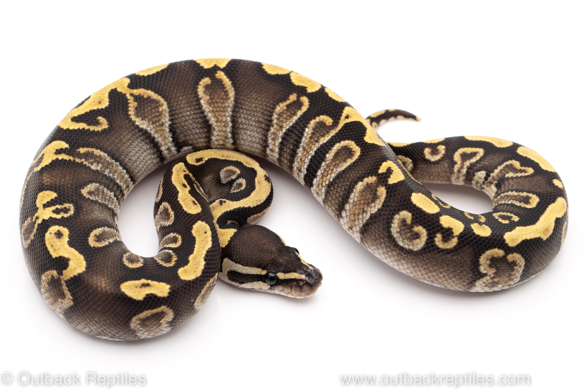 ghi mystic ball python for sale