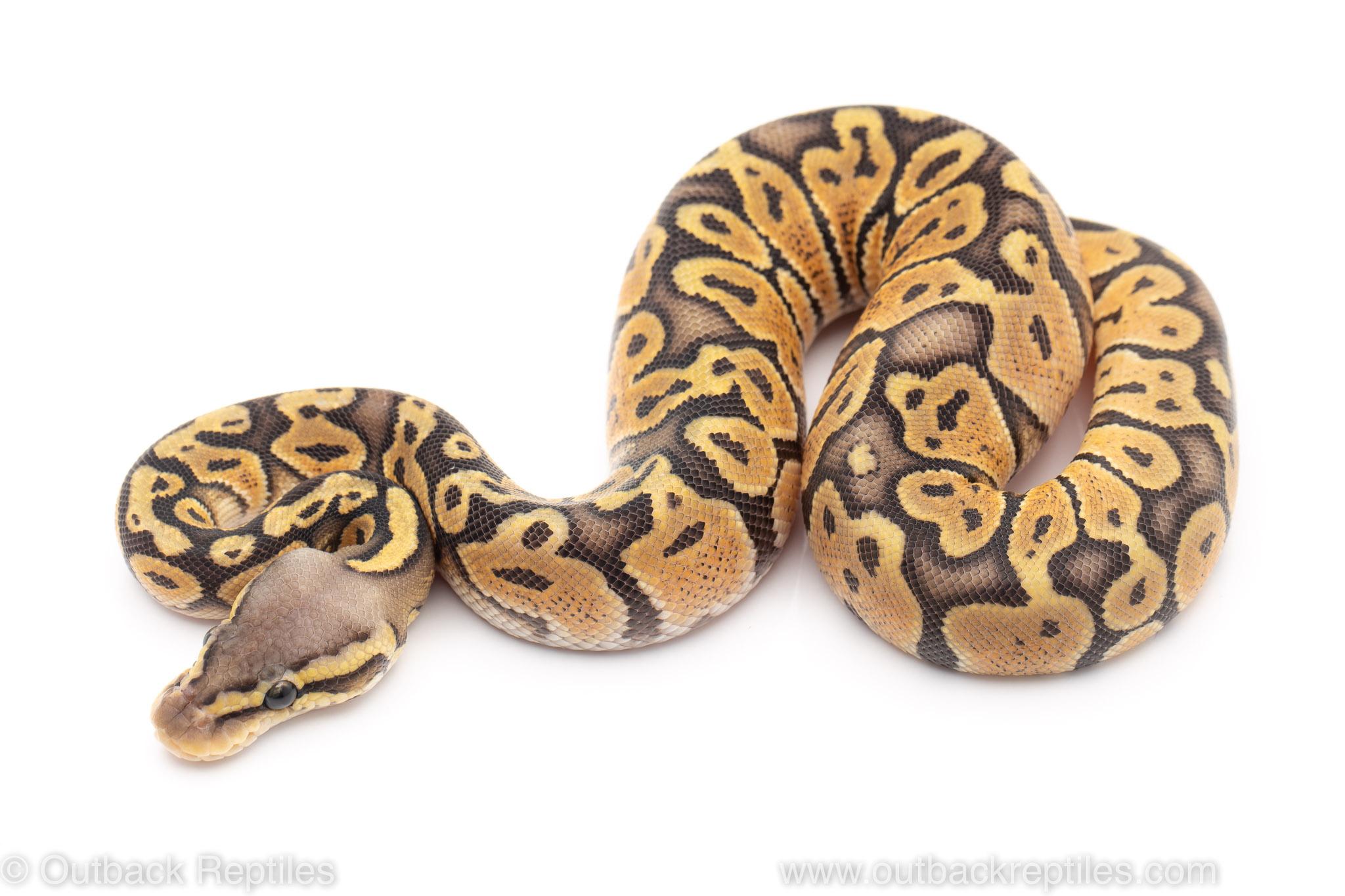 ghost pastel ball python for sale