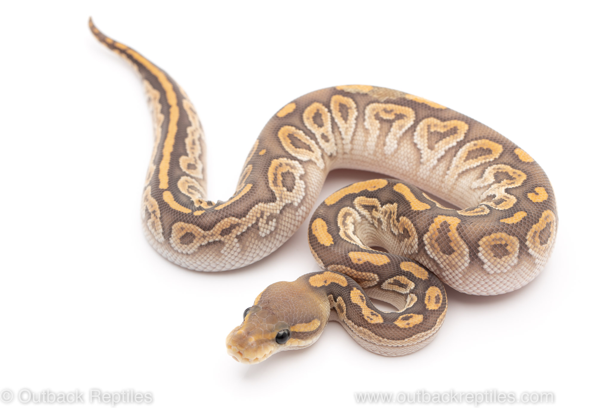 Ghost black pastel mojave ball python for sale