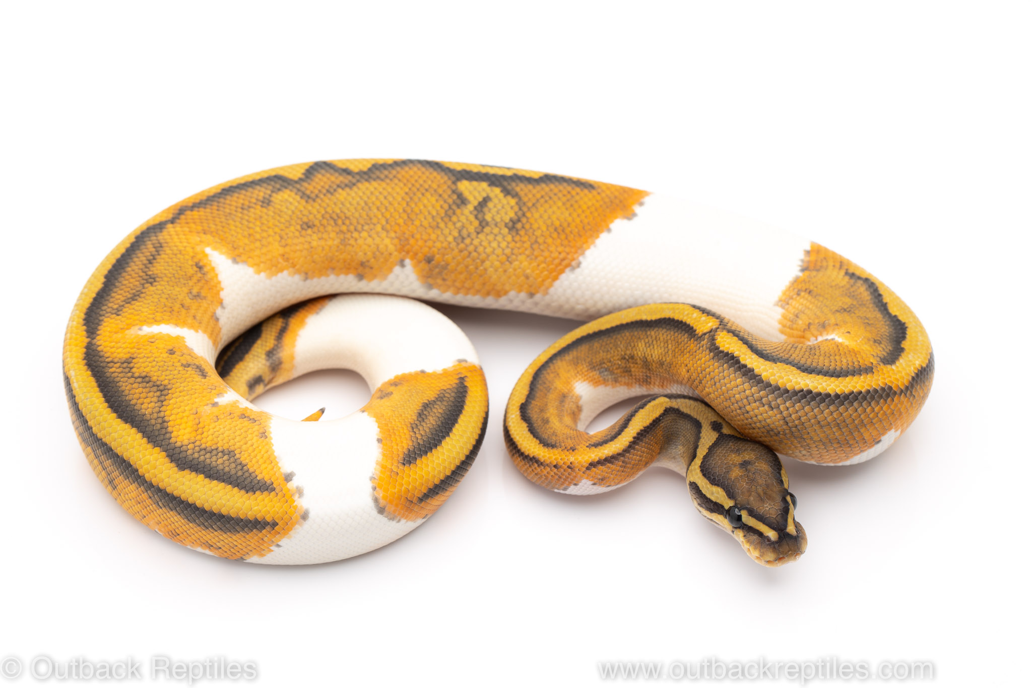 ghost pied ball python for sale